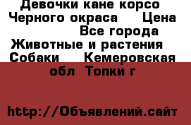 Девочки кане корсо. Черного окраса.  › Цена ­ 65 000 - Все города Животные и растения » Собаки   . Кемеровская обл.,Топки г.